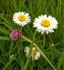 Daisies