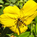 20200621 8736CPw [D~LIP ] Gewöhnliche Langbauchschwebfliege (Sphaerophoria scripta) [m], [Gemeine Langbauchschwebfliege], [Gemeine Stiftschwebfliege], Bad Salzuflen