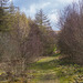 Longdendale Trail Horse track  East