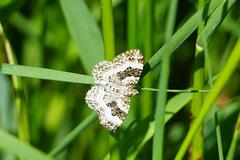 Graubinden Labkrautspanner