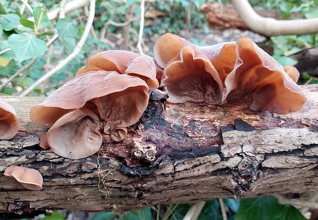 A nice crop of Jelly Ears