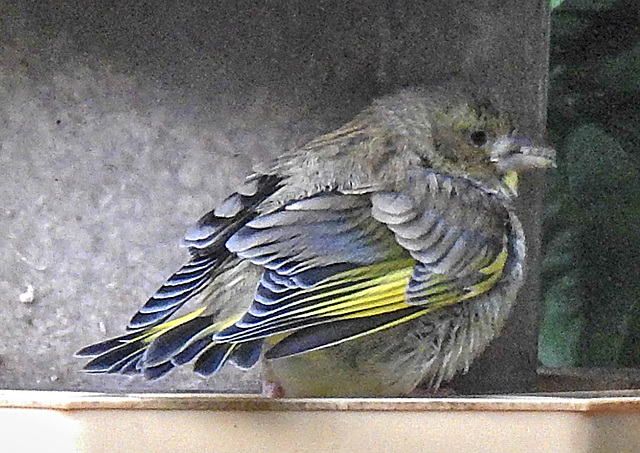 20230603 0581CPw [D~LIP] Grünfink (Carduelis chloris) [JV], Bad Salzuflen