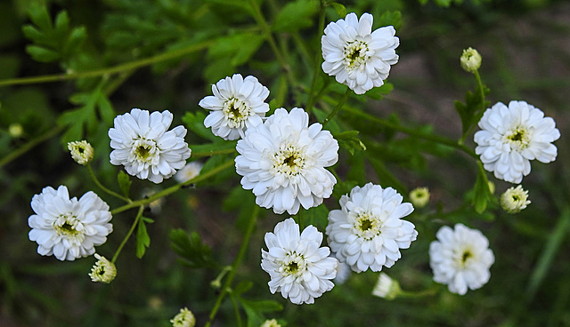 20230611 0895CPw [D~LIP] Mutterkraut (Tanacetum parthenium), Bad Salzuflen
