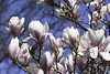 Magnolien im High Park ... P.i.P.  (© Buelipix)