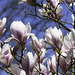 Magnolien im High Park ... P.i.P.  (© Buelipix)