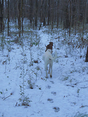 Walking in the snow