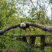 ipernity-Treffen Saarburg - Besuch des Greifvogelparks Saarburg am 12.09.2025 ipernity-Treffen Saarburg - Besuch des Greifvogelparks Saarburg am 12.09.2025