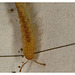 Millipede EF7A2585