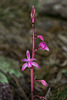 Hexalectris grandiflora (Giant Crested Coralroot orchid)