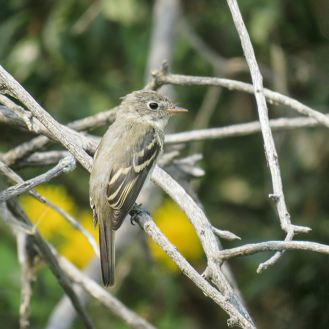 Least Flycatcher