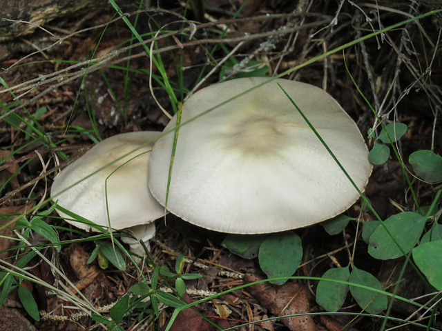 White mushrooms