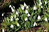 Snowdrops under the hedgerow