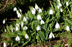 Snowdrops under the hedgerow