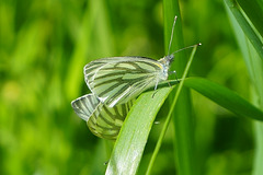 Paarung bei Pieris napi