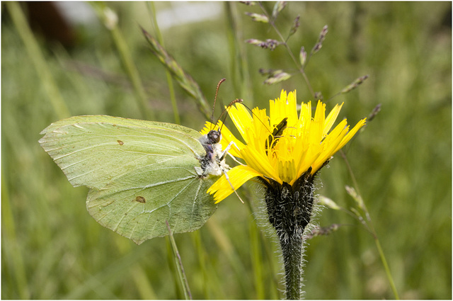 IMG 0906 Brimstone Beetlev2