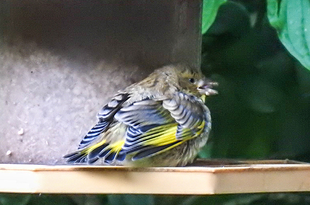 20230603 0585CPw [D~LIP] Grünfink (Carduelis chloris) [JV], Bad Salzuflen