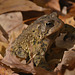 Toad IMG 20231104 182043