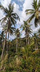 Nature sauvage avec cocotiers / Wild nature with coconut trees