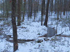 Forest filled with snow