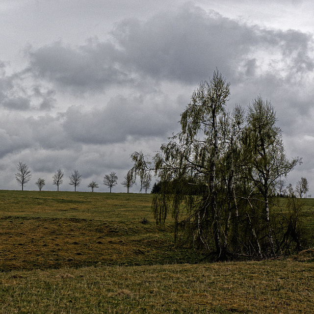20250413+18+19_Benneckenstein Umfeld Moserteich,Carlshausturm