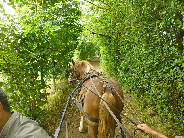 Saint Maurice-des-Noues, Rajda farmo de Bruno kaj Béatrice Ripaud, la "Tunelo de verdaĵo" / Ferme équestre de Bruno et Béatrice Ripaud, le "Tunnel de verdure" — P1010508