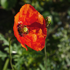 Poppy