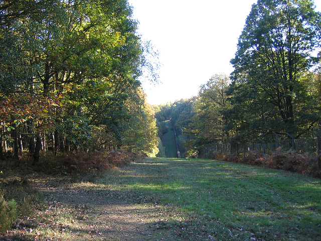 Postenplain Woods in the Wyre Forest