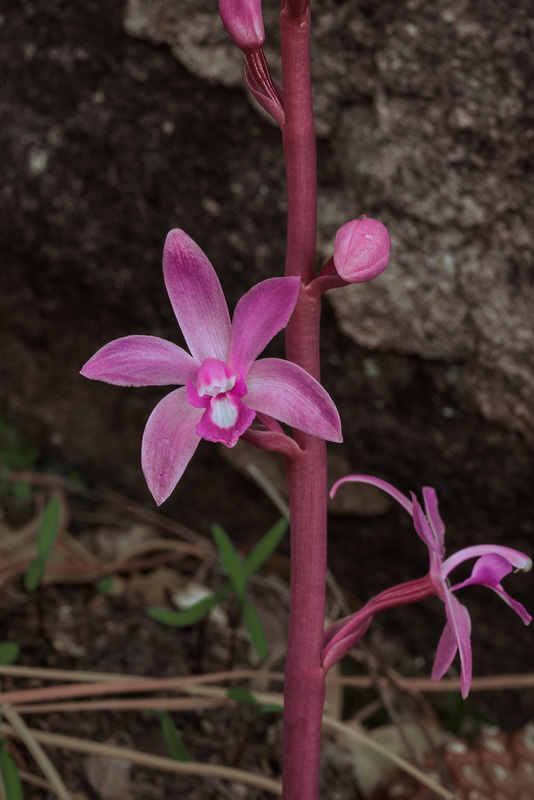 Hexalectris grandiflora (Giant Crested Coralroot orchid)