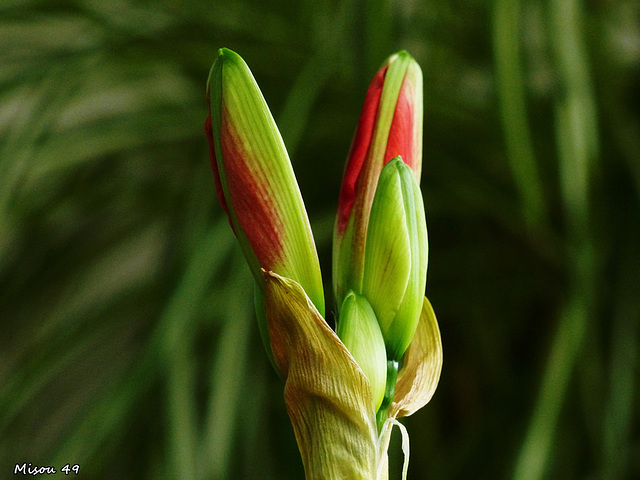 Dans mon jardin d'hiver