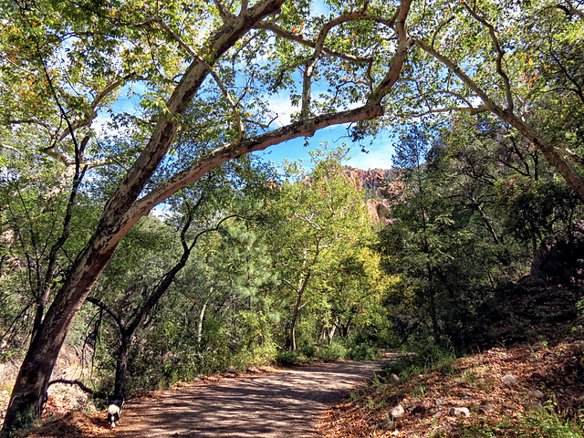 South Fork Cave Creek