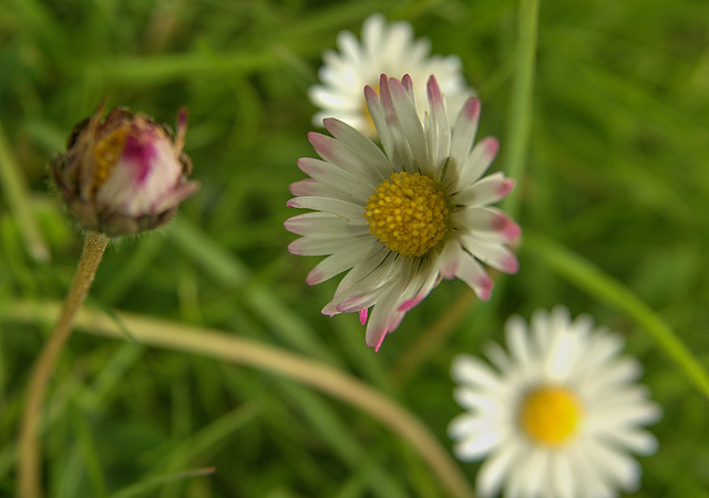 Daisies