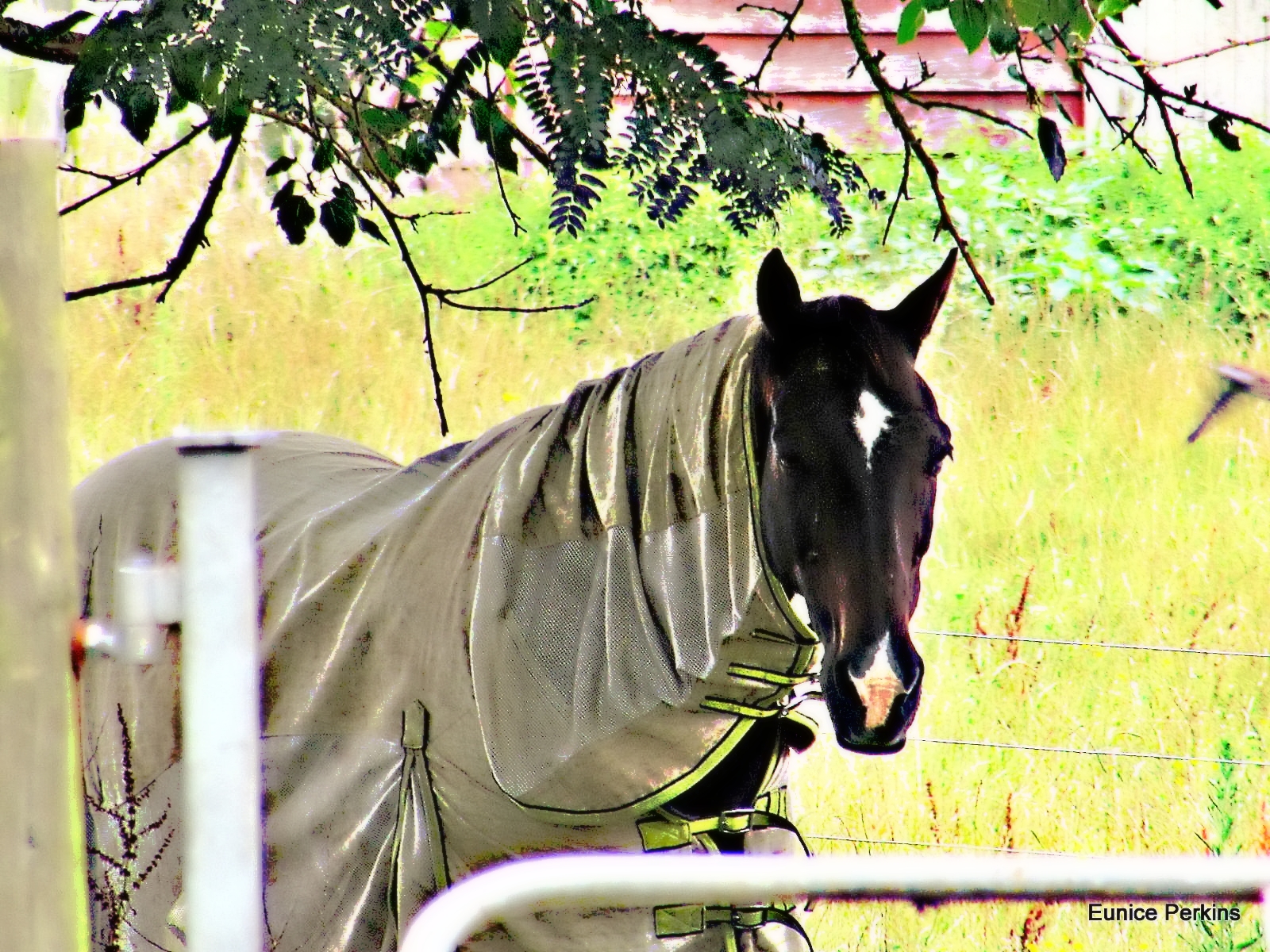 Horse Under Cover