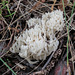 Coral fungus