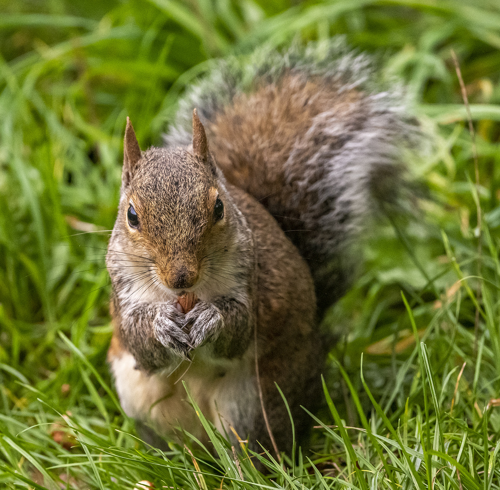 Squirrel