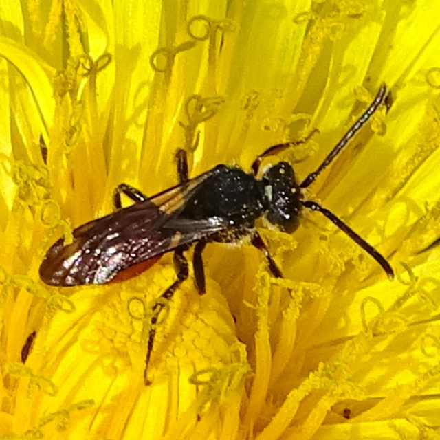 Rotschwarze Wespenbiene