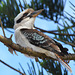 126/365 2026 Kookaburra