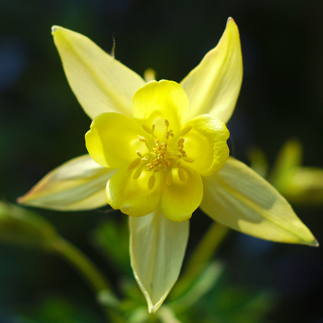 Common columbine