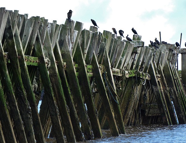 A Perch For The Birds!!