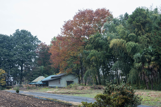 A cloudy day in fall