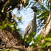 Yellow-crowned Night-heron, on way to airport
