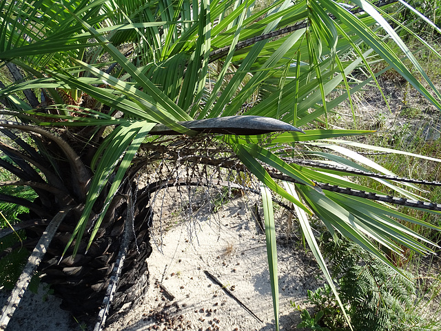 DSC04949 - espata e infrutescência de butiá Butia catarinensis, Arecaceae