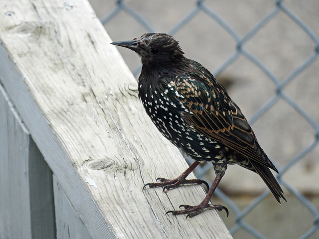 European Starling in my backyard