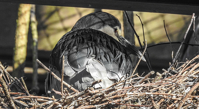 20190216 4445CPw [D~BI] Nachtreiher, Tierpark Olderdissen, Bielefeld