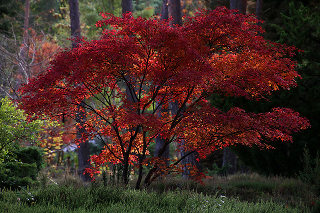 Ce 29 octobre , dans l'arboretum des Grandes Bruyères