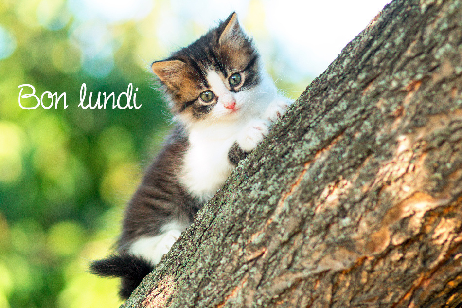 portrait of a cute little fluffy kitty climbing on a tree branch in the nature