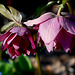 Helleborus