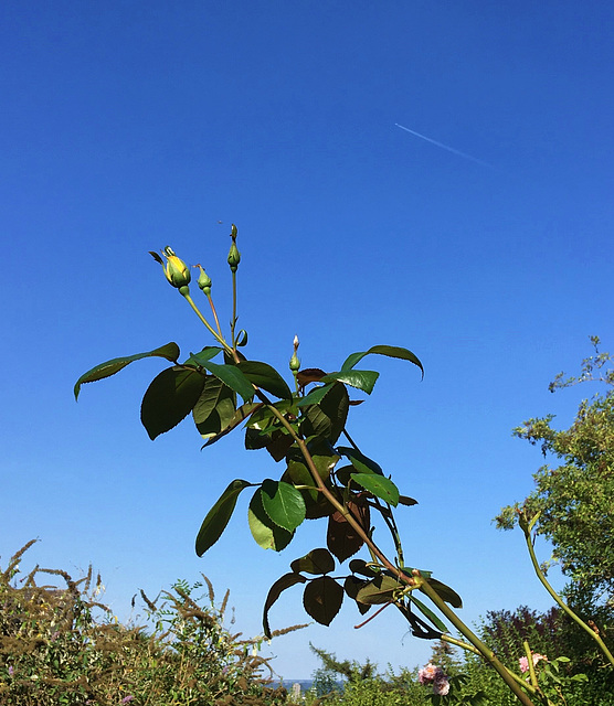 A l'assaut du ciel