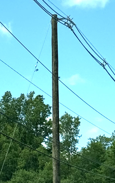 Eversource 13.2/22.9kV Y pole
