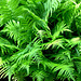 ferns