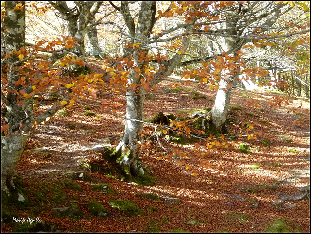 Bosque en otoño